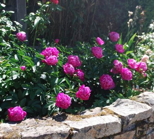 massif pivoines au Ranch des Lacs Hotel de Charme-photo-page
