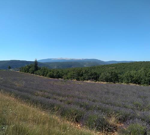 La lavande en fleurs en juillet