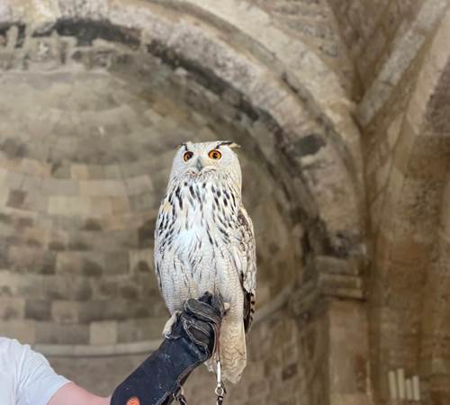 Hibou grand-duc-photo-page