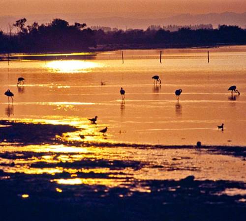 Etang_de_Vaccarès_en_Camargue-galerie