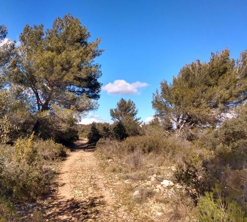les pins