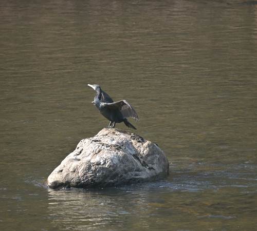 Een aalscholver rust op een rots in de rivier, vlak voor de ecolodge-galerie