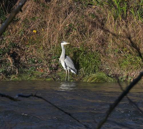 Een blauwe reiger speurt geconcentreerd naar vis aan de overkant-galerie