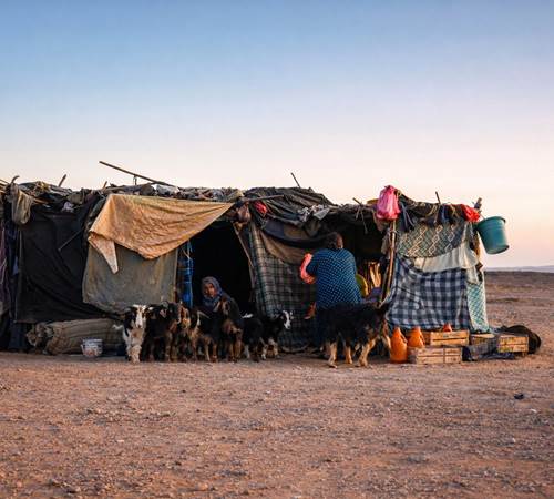 Regroupement des chèvres dans un campement nomade (1)