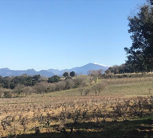 Gîte Le Couchant : Vue sur les vignes de Châteauneuf du Pape et le Mont Ventoux-galerie