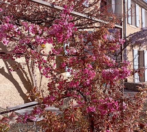 Pommier fleuri au printemps Mas la vitalis-galerie