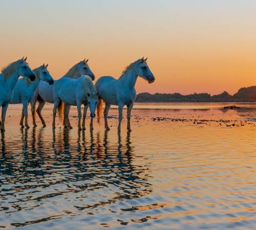 image-photo-news