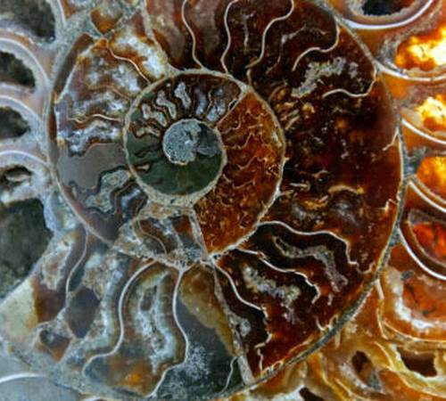 Les fossiles de la région d'Erfoud