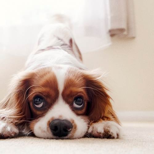 Votre animal de compagnie chien ou chat