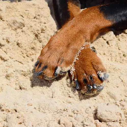 patte-de-chien