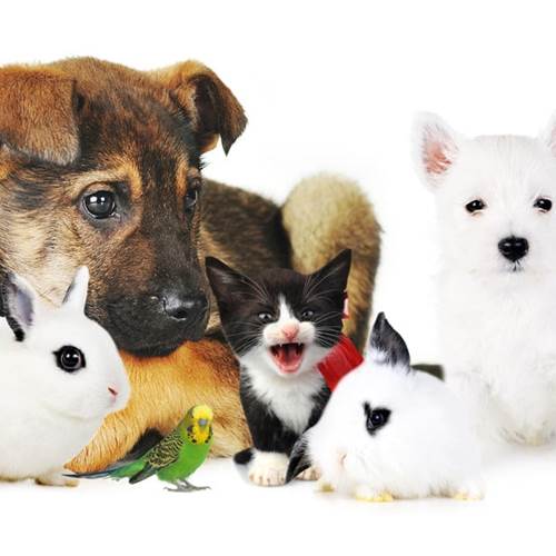 Animaux
