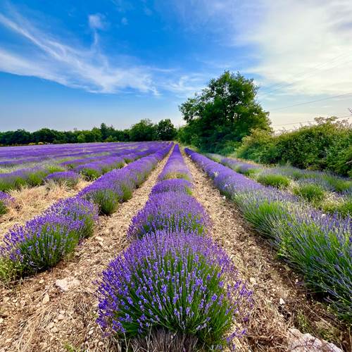 Kim et boris  CHRISTOPHE