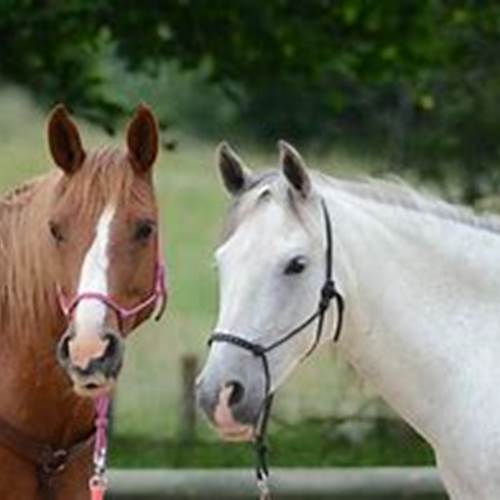 cheval