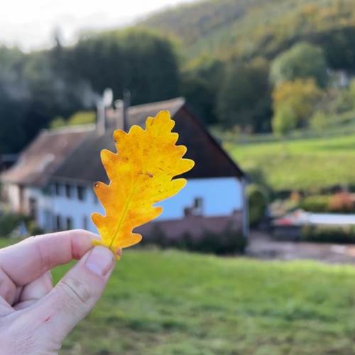 feuille de chene Casa Mypi-photo-contact