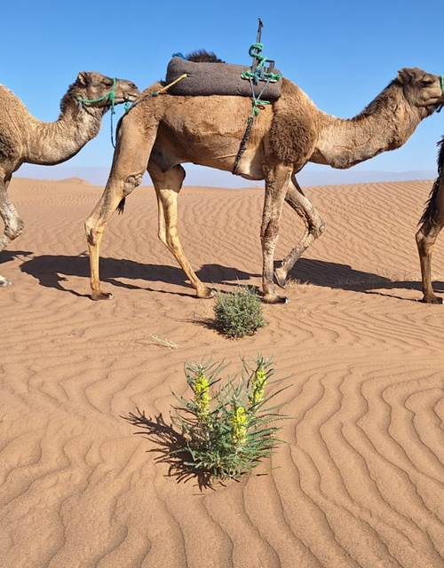 IMG-20260216-WA0009(1)