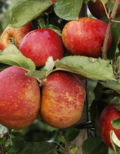 46185-pommier-belle-de-boskoop-taille-en-gobelet-en-pot-3