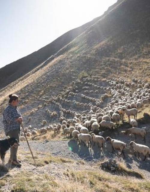 Fleurine et le troupeau