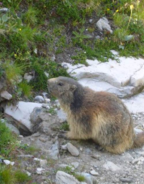 marmotte buissonniere