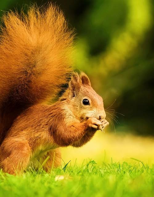 Cabane de l'Ecureuil