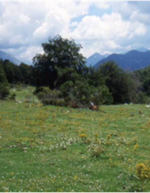 Clairie`re des te^tes