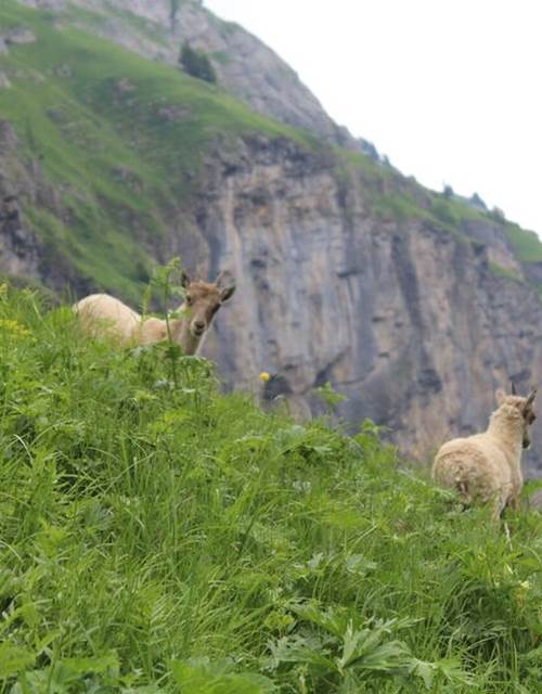 9705835_apidae-sheet-gallery-full