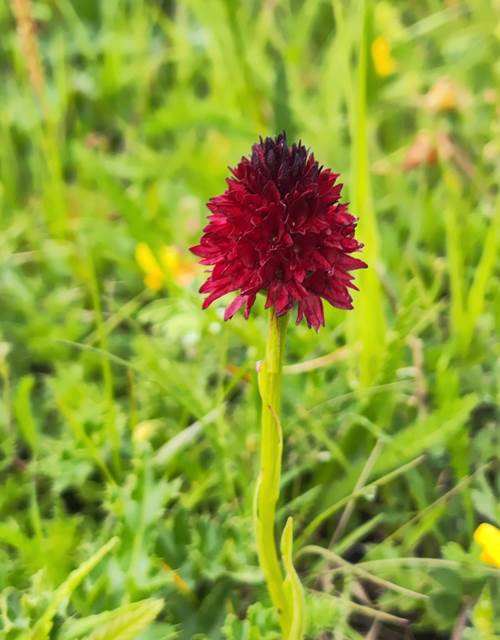nigritelle-orchis-vanillé-cathie