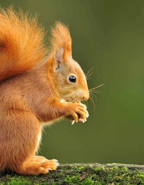 vilda-42149-rode-eekhoorn-yves-adams-800-px-45912