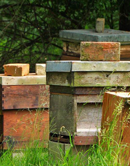 APICULTURE