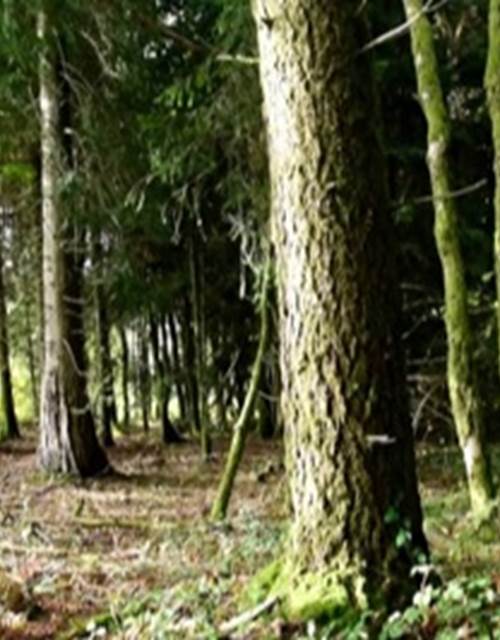 monde de la foret