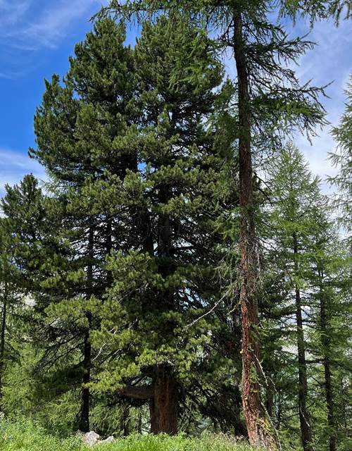 descente des arolles