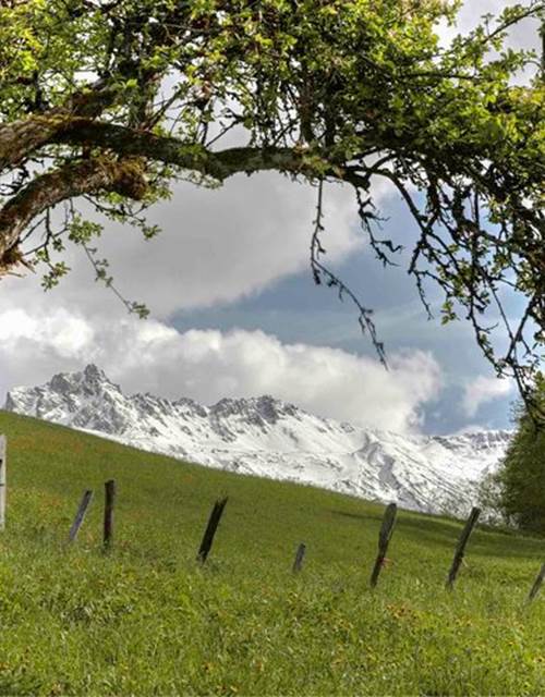 Nie´lard+neige+&+pommier+A+Mix+CO_9916+