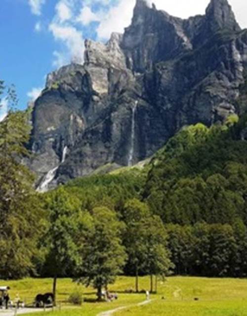 Rose Balade Fer à Cheval