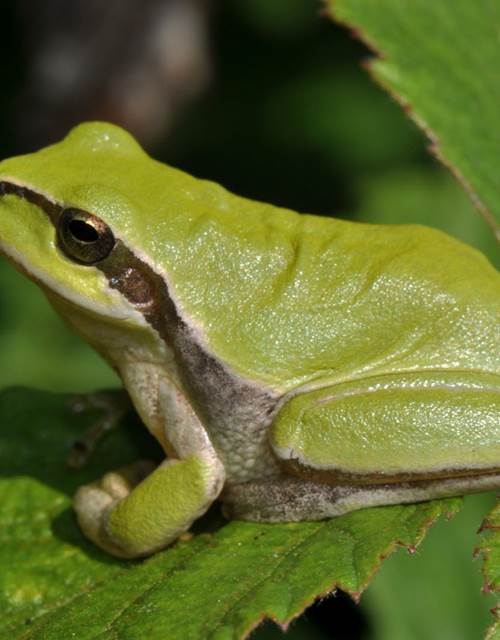la-rainette-meridionale-est-tres-souvent-perchee-dans-les-broussailles-et-les-branches-d-arbustes-photo-progres-lydie-dubois-1585740136