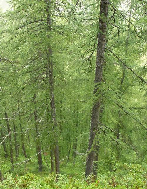 forêt rogoney