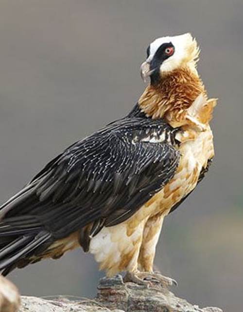 fiche-animale-monde-animal-bison-gypaete-barbu