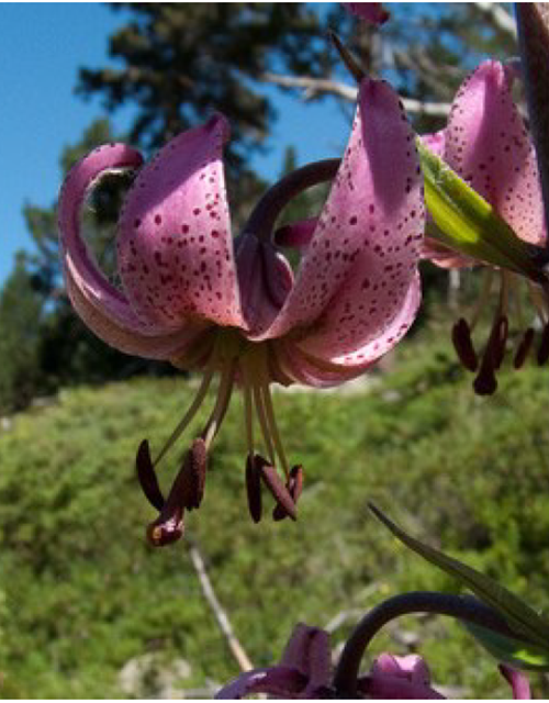 Capture d’écran 2025-06-17 093745