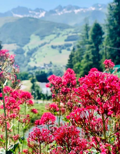 Valmorel - rando tisane