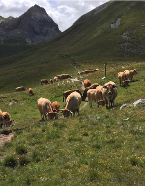 Capture d’écran 2025-06-17 094234