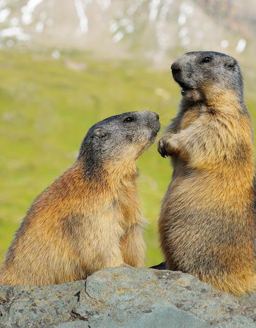 marmottes