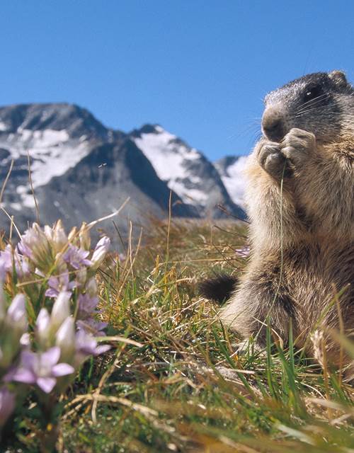 Flore et marmotte