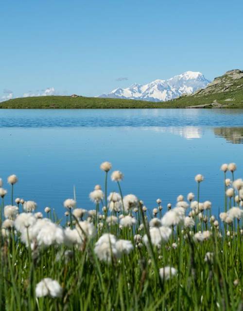 Flore de montagne - Linaigrette