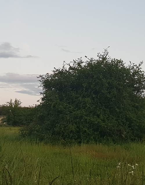 Cabane de l'Ecureuil, montgolfière