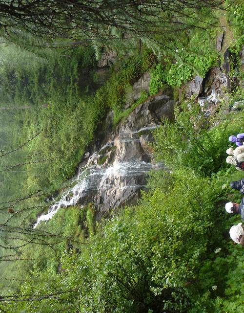 Traversée résineux