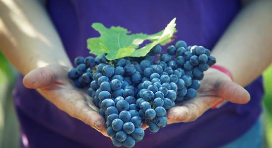 Cabernet Franc.JPG