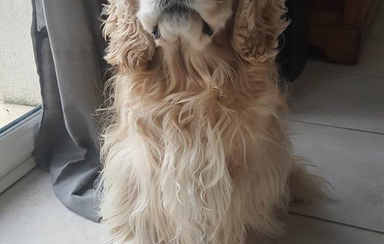 Chien