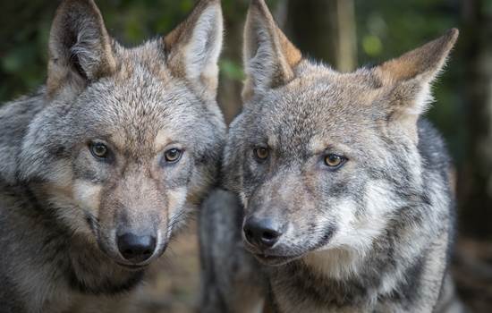 Photographie-Alain-Thimmesch-Loups-13102016-99-img-around