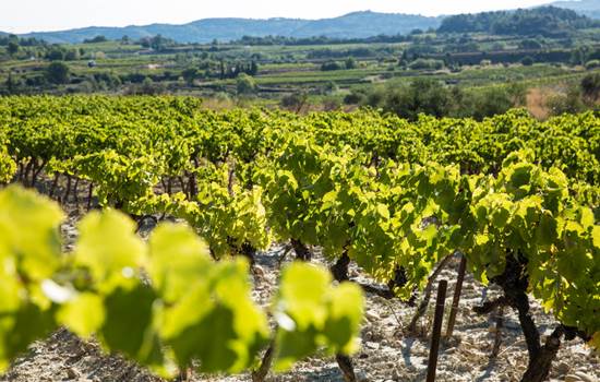 paysage-vignes-autour-du-pont-du-gard