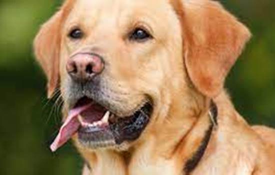 chien