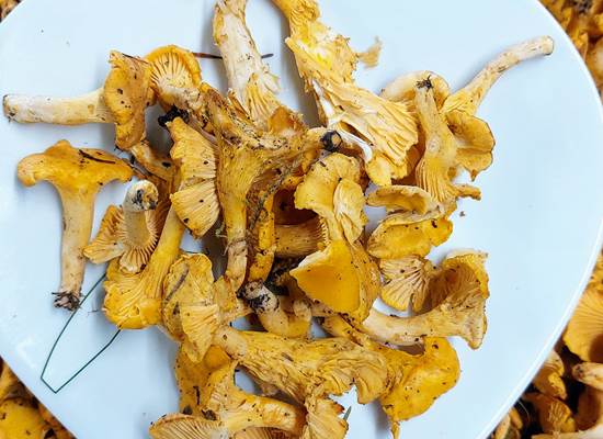 girolles de juillet , cadeau de la nature limousine au Ranch des Lacs