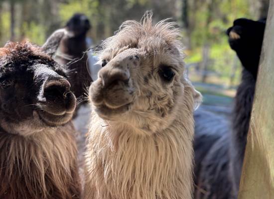 lama loisir vacances enfants